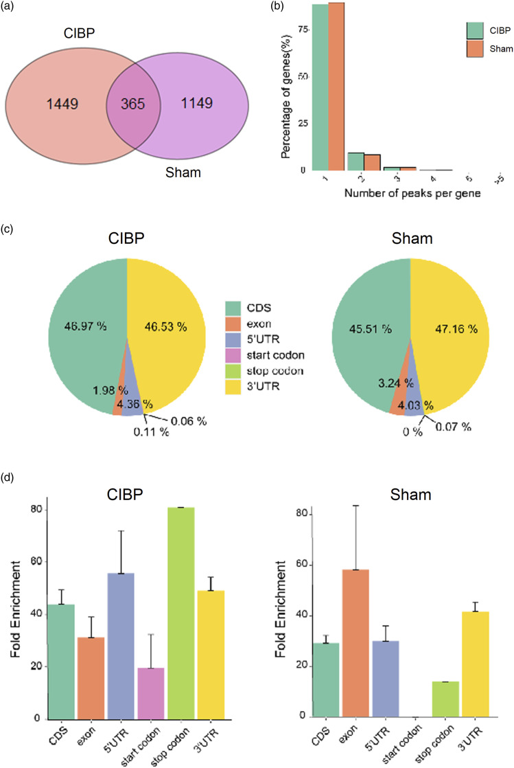 Epitranscriptomic profiling of N4-acetylcytidine-related RNA acetylation in the spinal dorsal horn of rat with cancer-induced bone pain.