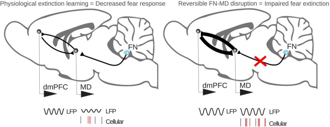 Cerebellar control of fear learning via the cerebellar nuclei-Multiple pathways, multiple mechanisms?