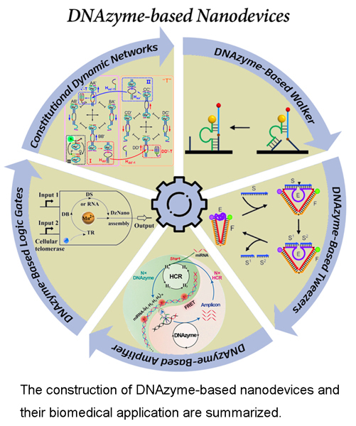 Construction and Application of DNAzyme-based Nanodevices.