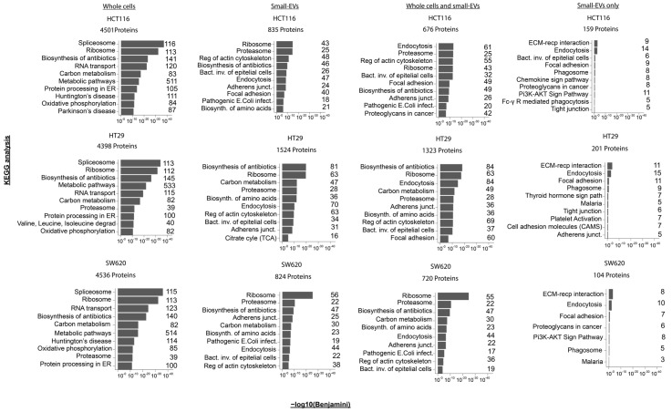 Characterisation of Colorectal Cancer Cell Lines through Proteomic Profiling of Their Extracellular Vesicles.