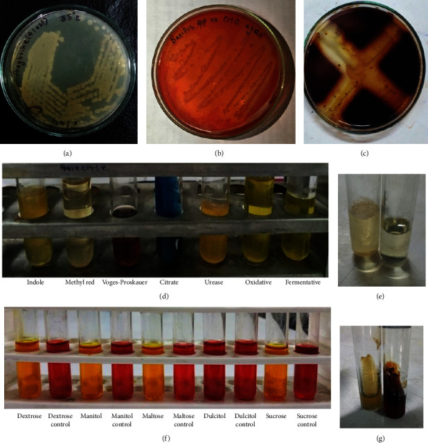 Characterization of Thermostable Cellulase from <i>Bacillus licheniformis</i> PANG L Isolated from the Himalayan Soil.