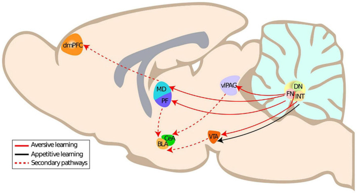 Cerebellar control of fear learning via the cerebellar nuclei-Multiple pathways, multiple mechanisms?