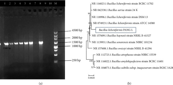 Characterization of Thermostable Cellulase from <i>Bacillus licheniformis</i> PANG L Isolated from the Himalayan Soil.