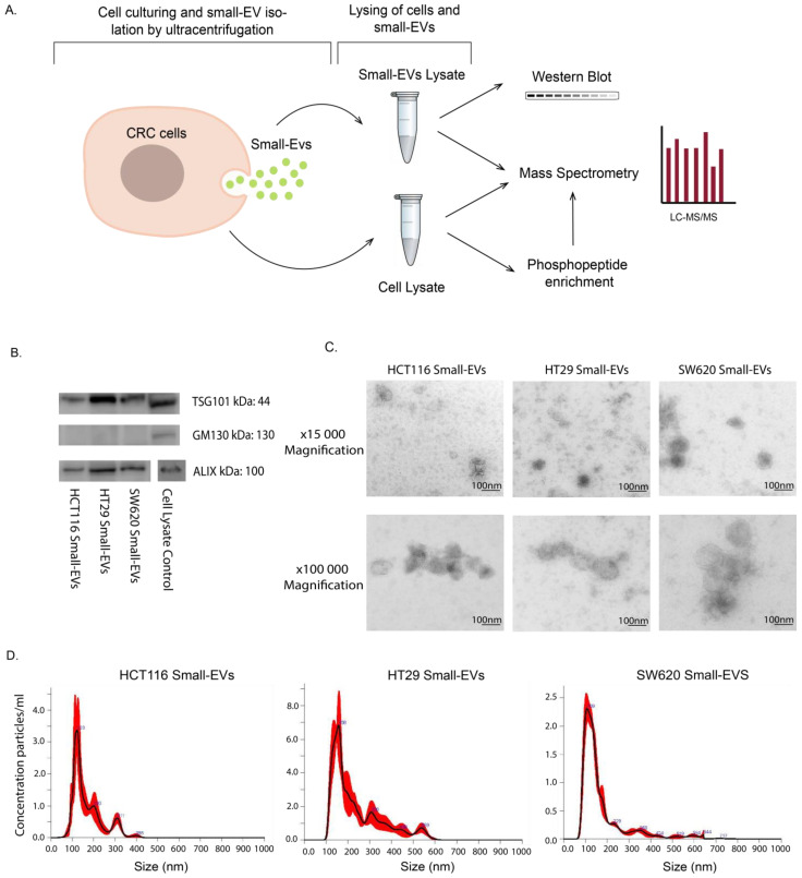 Characterisation of Colorectal Cancer Cell Lines through Proteomic Profiling of Their Extracellular Vesicles.