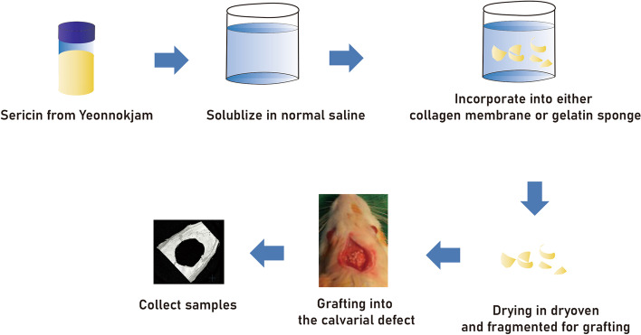 The optimal scaffold for silk sericin-based bone graft: collagen versus gelatin.