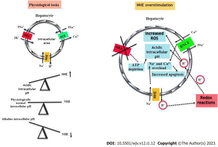 Severe acute respiratory syndrome coronavirus 2 may cause liver injury <i>via</i> Na<sup>+</sup>/H<sup>+</sup> exchanger.