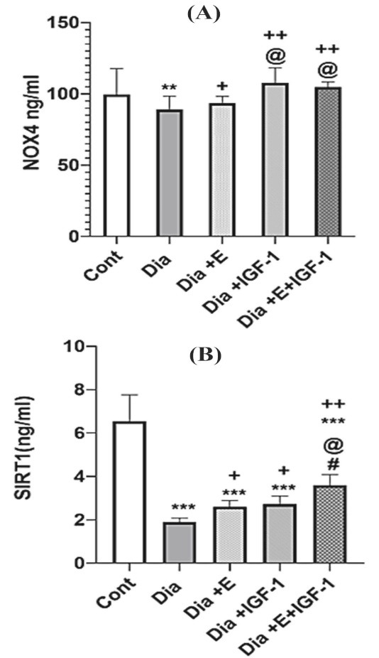 Decreased Cardiac NOX4 and SIRT-1 Protein Levels Contribute to Decreased Angiogenesis in the Heart of Diabetic Rats: Rescue Effects of IGF-1 and Exercise.