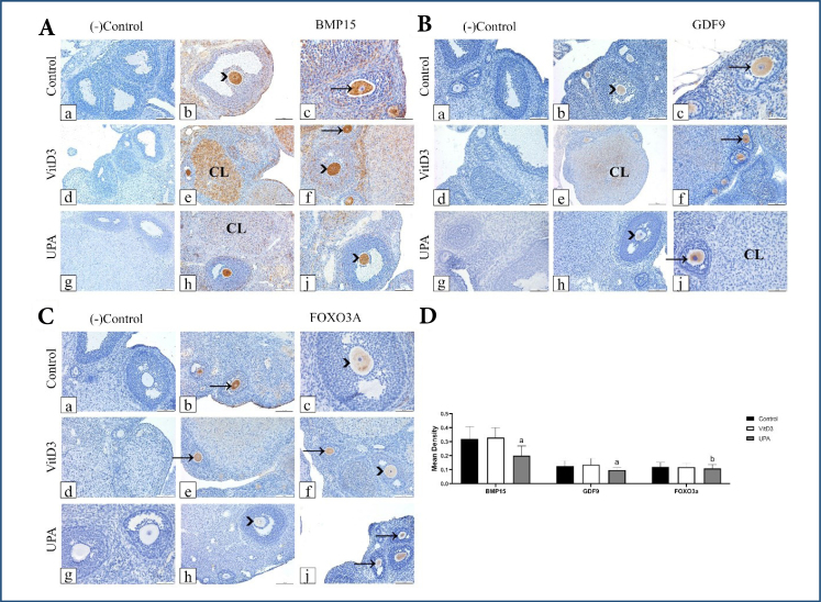 Decreased growth differentiation factor 9, bone morphogenetic protein 15, and forkhead box O3a expressions in the ovary via ulipristal acetate.