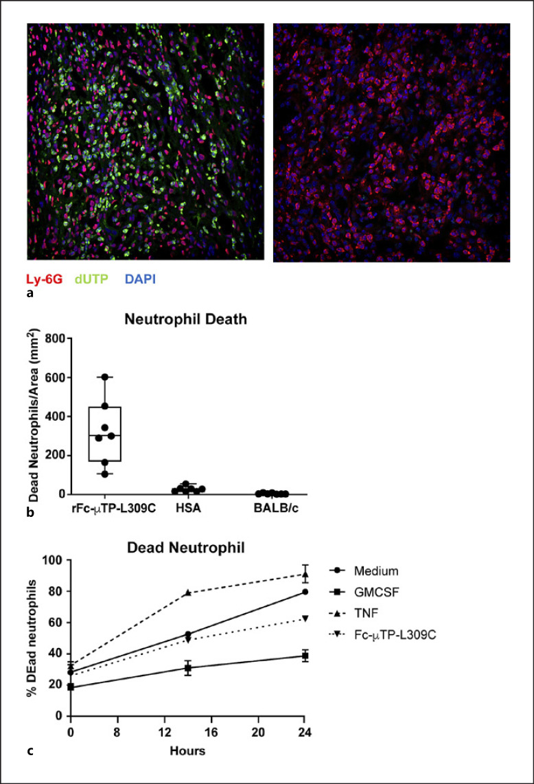 Modulation of Neutrophil Function by Recombinant Human IgG1 Fc Hexamer in the Endogenous K/BxN Mouse Model of Rheumatoid Arthritis.