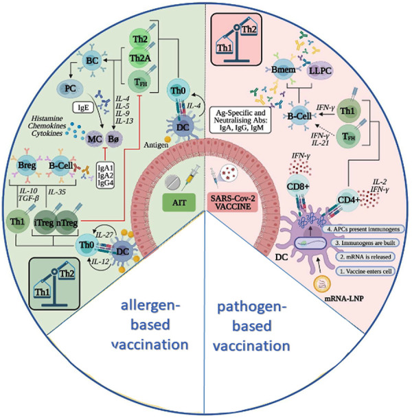 Vaccination against infectious agents and allergen-specific immunotherapy: A critical analysis.