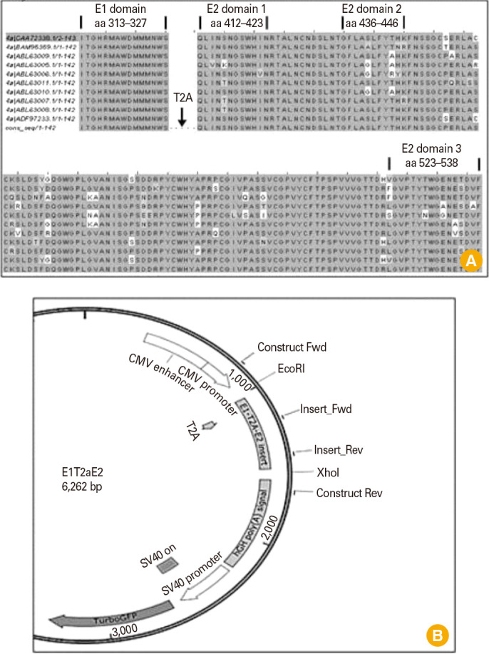 Individual expression and processing of hepatitis C virus E1/E2 epitopes-based DNA vaccine candidate in healthy humans' peripheral blood mononuclear cells.