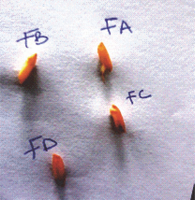 Seed bio-priming with phosphate-solubilizing bacteria strains to improve rice (<i>Oryza sativa</i> L. var. FARO 44) growth under ferruginous ultisol conditions.