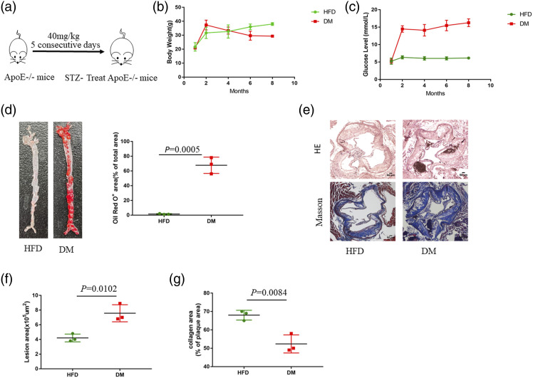 Disruption of COMMD1 accelerates diabetic atherosclerosis by promoting glycolysis.