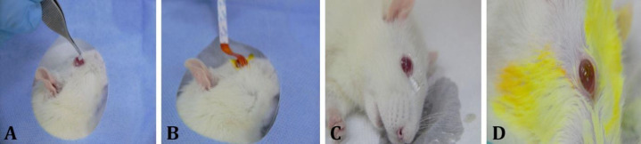 Effects of ozone therapy on acidic corneal burns in rats.