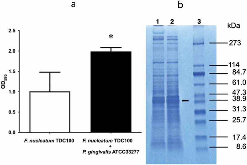 <i>Porphyromonas gingivalis</i> diffusible signaling molecules enhance <i>Fusobacterium nucleatum</i> biofilm formation <i>via</i> gene expression modulation.