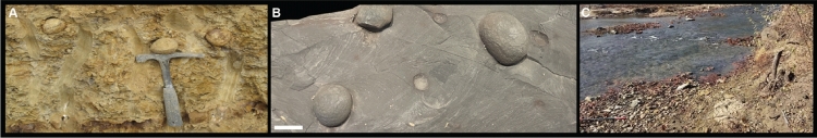 Variations in preservation of exceptional fossils within concretions.