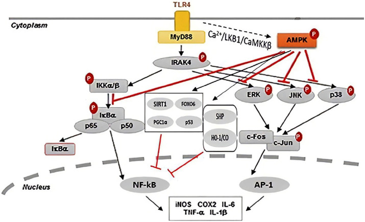 Toll-Like Receptor 4 (TLR4) and AMPK Relevance in Cardiovascular Disease.