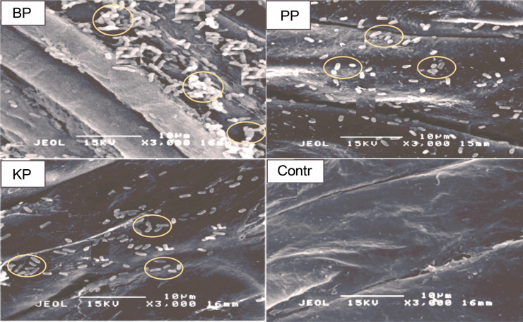 Seed bio-priming with phosphate-solubilizing bacteria strains to improve rice (<i>Oryza sativa</i> L. var. FARO 44) growth under ferruginous ultisol conditions.