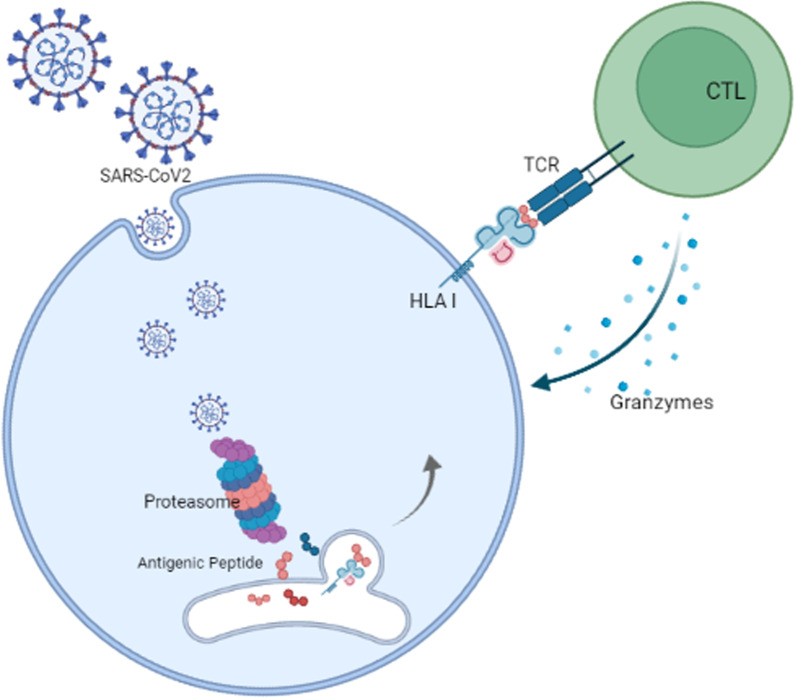 The role of HLA genotypes in understanding the pathogenesis of severe COVID-19.