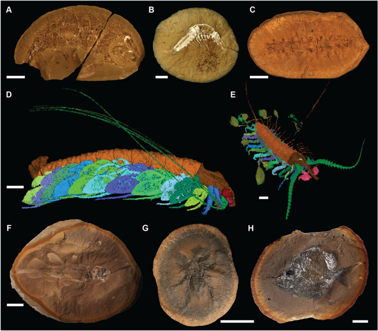 Variations in preservation of exceptional fossils within concretions.