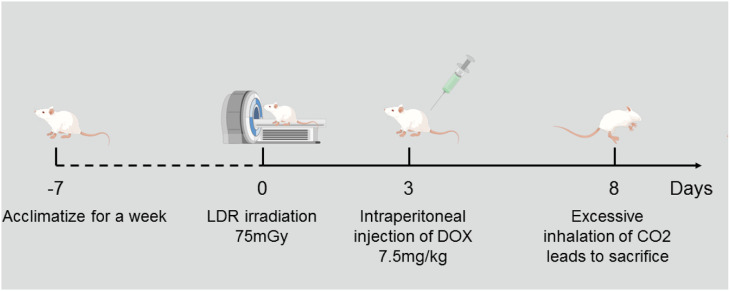 Low-Dose Radiation Reduces Doxorubicin-Induced Myocardial Injury Through Mitochondrial Pathways.