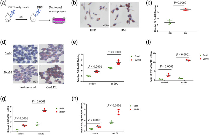 Disruption of COMMD1 accelerates diabetic atherosclerosis by promoting glycolysis.