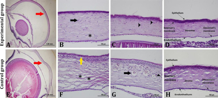 Effects of ozone therapy on acidic corneal burns in rats.