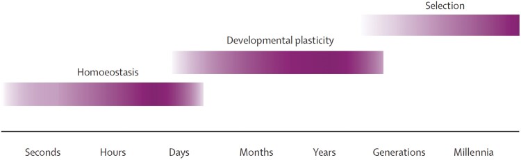 Integrating evolutionary, developmental and physiological mismatch.