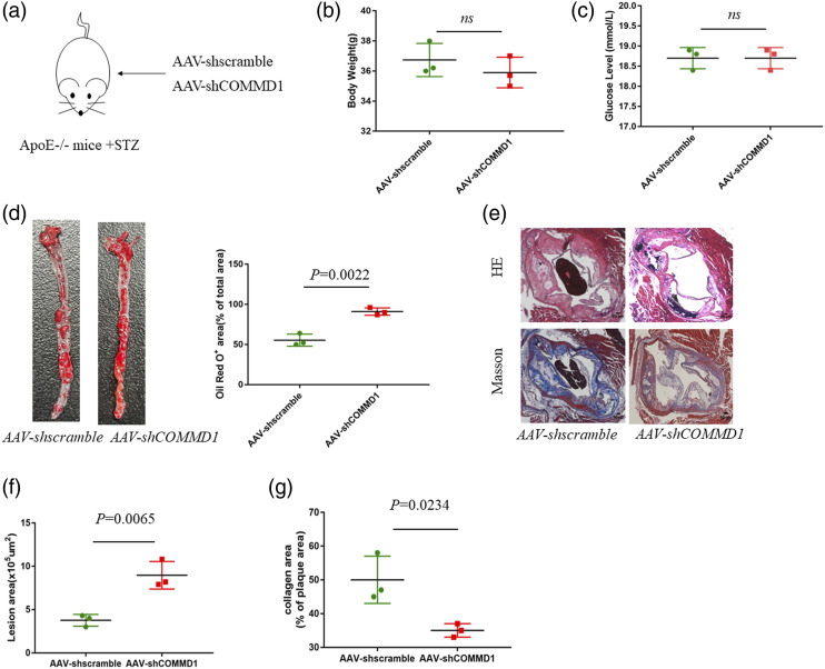 Disruption of COMMD1 accelerates diabetic atherosclerosis by promoting glycolysis.