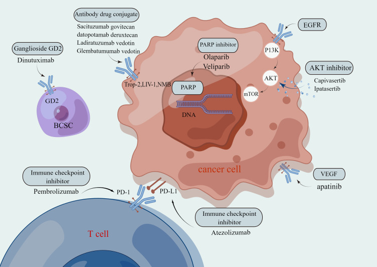 Research Progress on Molecular Subtyping and Modern Treatment of Triple-Negative Breast Cancer.