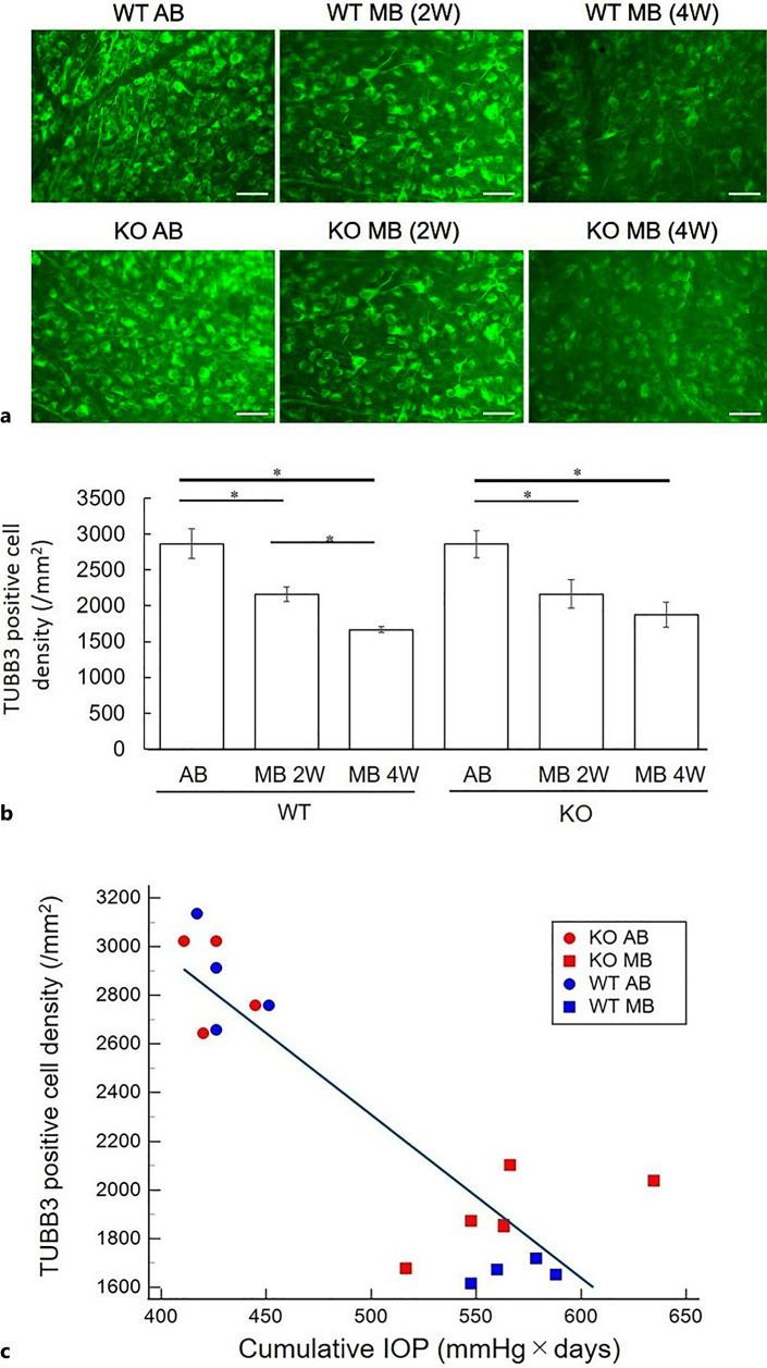 Effects of Elevated Intraocular Pressure on Retinal Ganglion Cell Density and Expression and Interaction of Retinal Aquaporin 9 and Monocarboxylate Transporters.