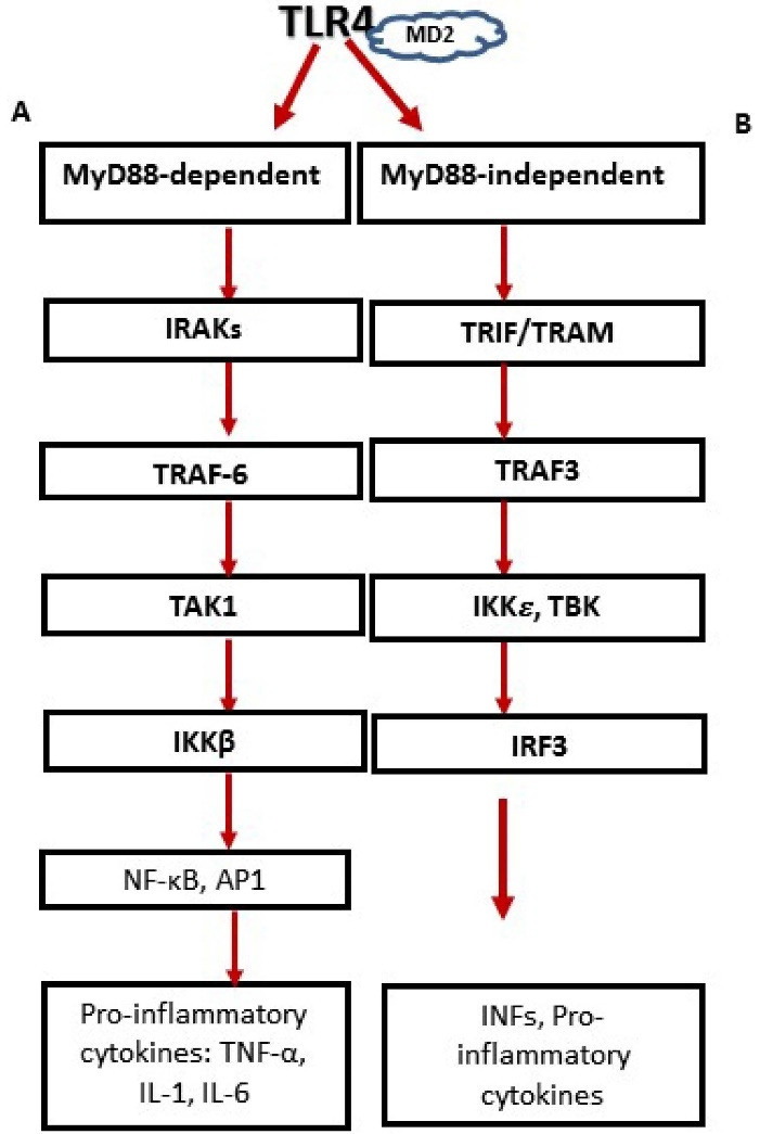 Toll-Like Receptor 4 (TLR4) and AMPK Relevance in Cardiovascular Disease.