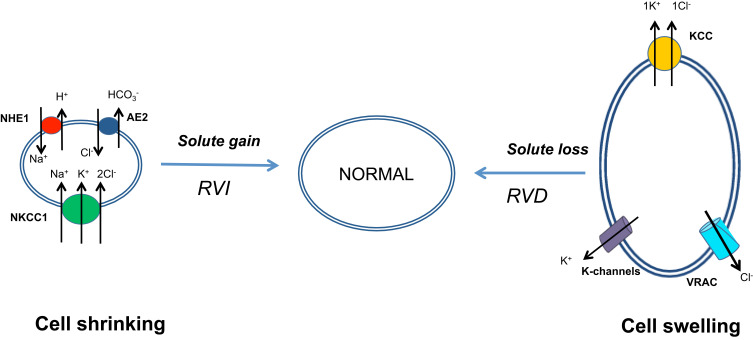 The Integral Role of Chloride & With-No-Lysine Kinases in Cell Volume Regulation & Hypertension.