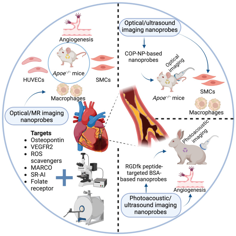 Engineering molecular nanoprobes to target early atherosclerosis: Precise diagnostic tools and promising therapeutic carriers.