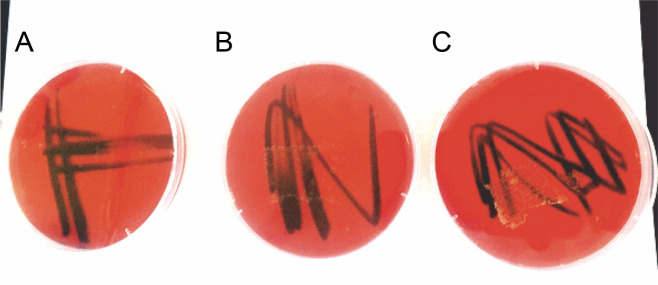 Seed bio-priming with phosphate-solubilizing bacteria strains to improve rice (<i>Oryza sativa</i> L. var. FARO 44) growth under ferruginous ultisol conditions.