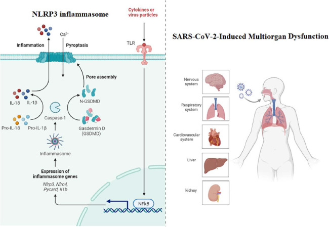 Involvement of NLRP3 Inflammasome in SARS-Cov-2-Induced Multiorgan Dysfunction in Patients with COVID-19: A Review of Molecular Mechanisms.