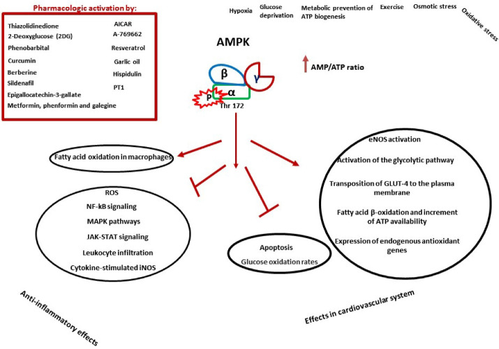 Toll-Like Receptor 4 (TLR4) and AMPK Relevance in Cardiovascular Disease.