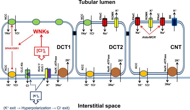 The Integral Role of Chloride & With-No-Lysine Kinases in Cell Volume Regulation & Hypertension.