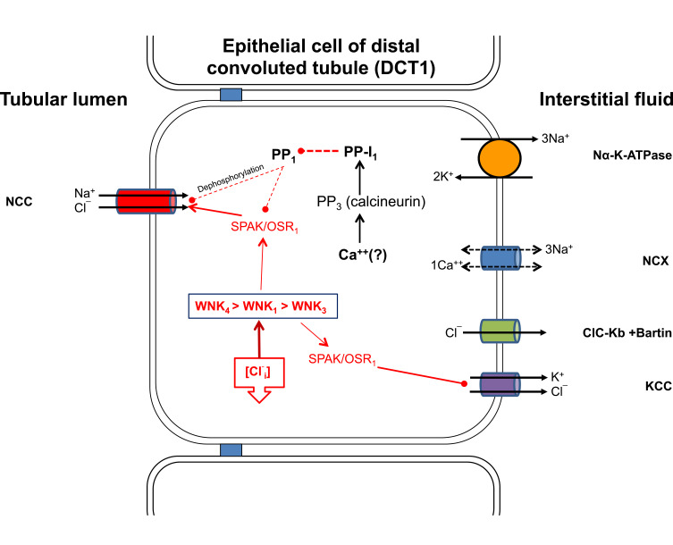 The Integral Role of Chloride & With-No-Lysine Kinases in Cell Volume Regulation & Hypertension.