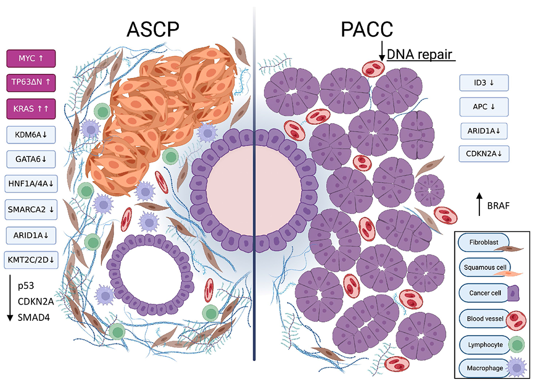 Two rare cancers of the exocrine pancreas: to treat or not to treat like ductal adenocarcinoma?