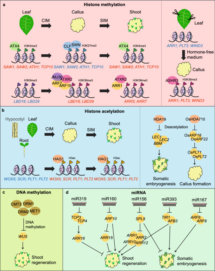 Recent advances in understanding of the epigenetic regulation of plant regeneration