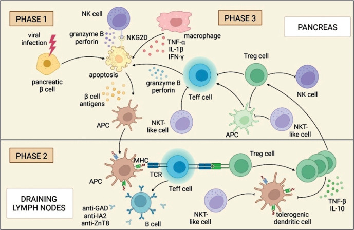 Lower percentages of natural killer cells in children with type 1 diabetes and their siblings.