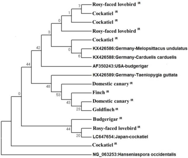 Molecular identification and phylogenetic analysis of <i>Macrorhabdus ornithogaster</i> based on the <i>18S rRNA</i> gene in companion birds of Tehran, Iran.