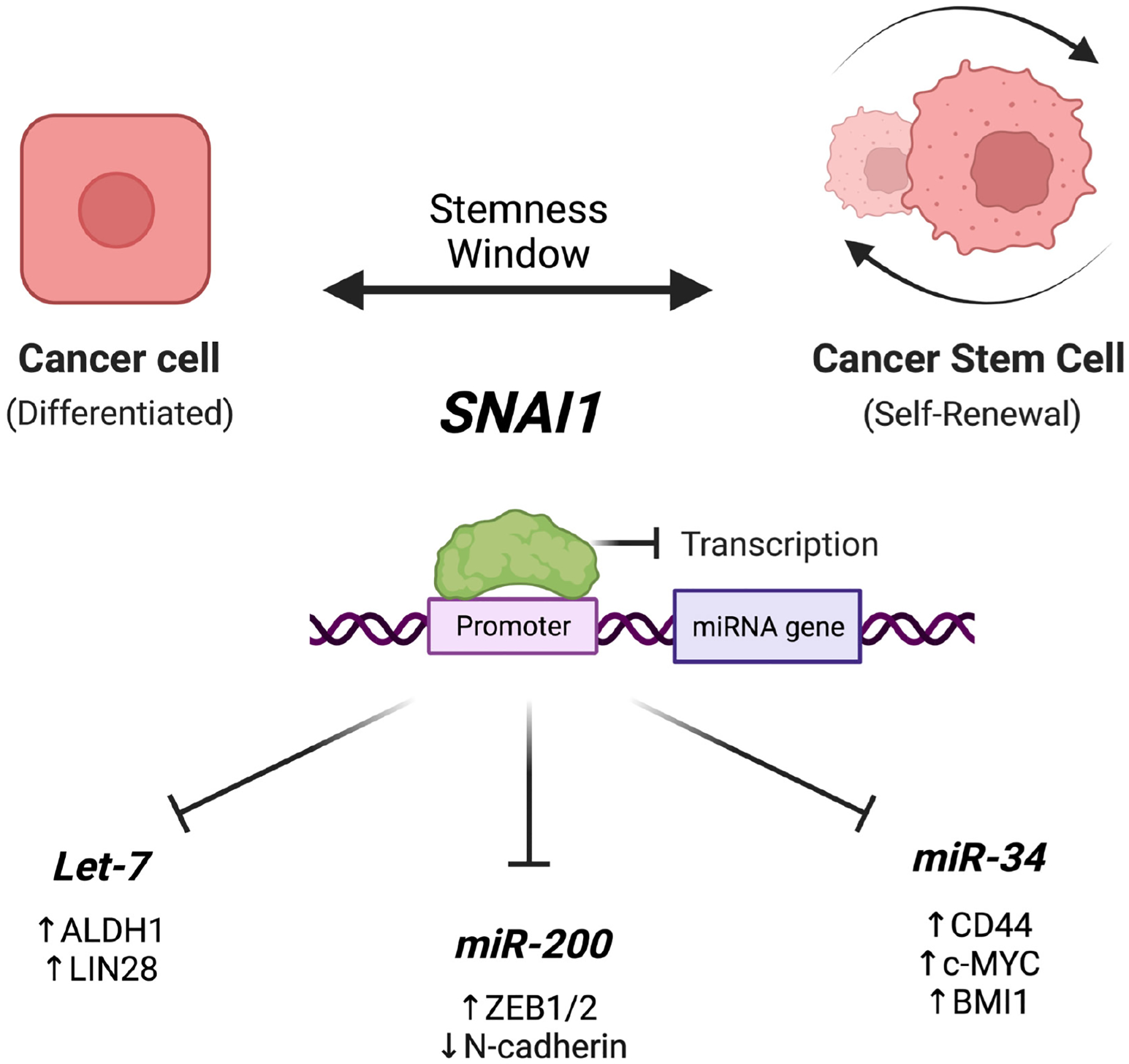 Role of epithelial-mesenchymal transition factor SNAI1 and its targets in ovarian cancer aggressiveness.