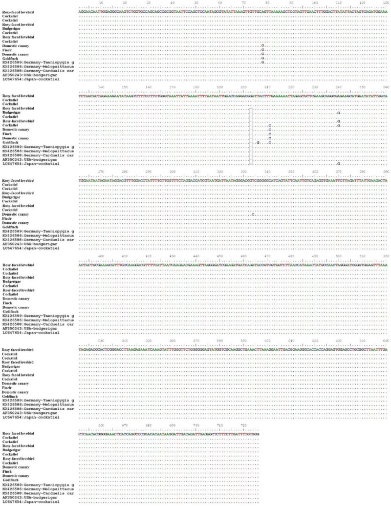 Molecular identification and phylogenetic analysis of <i>Macrorhabdus ornithogaster</i> based on the <i>18S rRNA</i> gene in companion birds of Tehran, Iran.