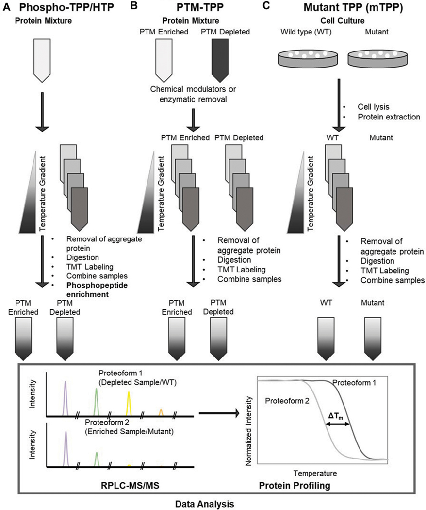 Toward the analysis of functional proteoforms using mass spectrometry-based stability proteomics.