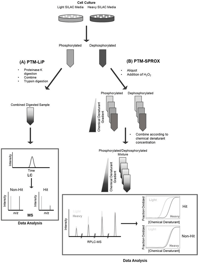 Toward the analysis of functional proteoforms using mass spectrometry-based stability proteomics.