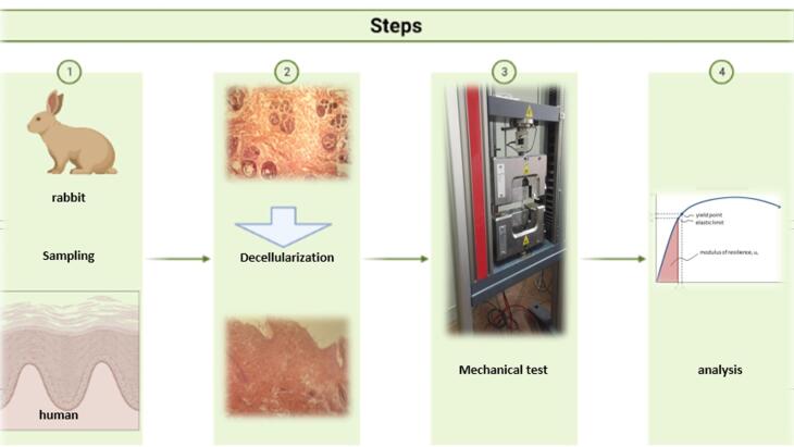 Mechanical properties of the rabbit and human decellularized patches for well-tolerated/reinforced organ in cardiac tissue engineering.