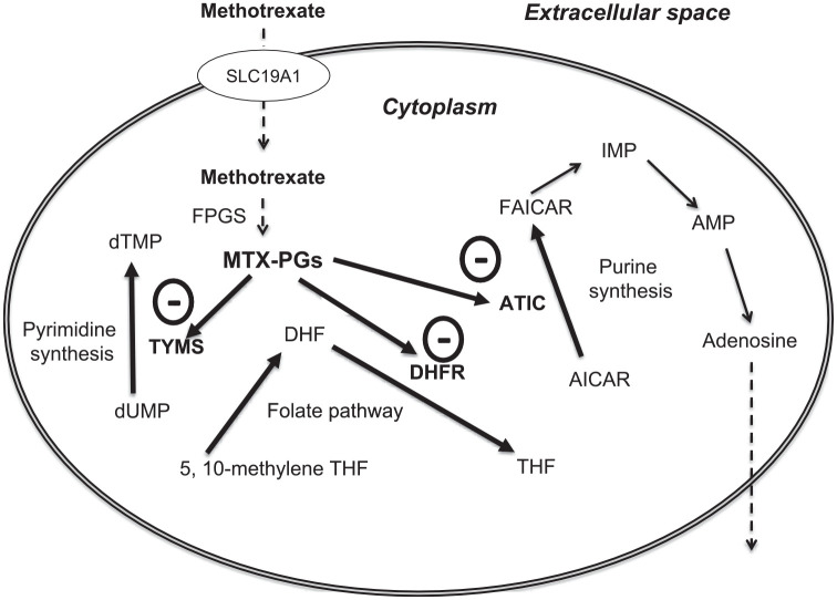 Methotrexate and cardiovascular prevention: an appraisal of the current evidence.