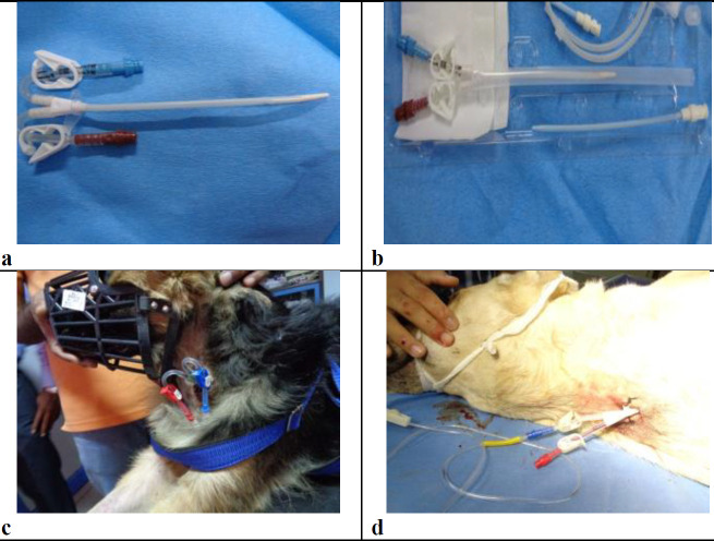 Comparative evaluation of straight and curved extension dialysis catheters for continuous renal replacement therapy in dogs with acute kidney injury.